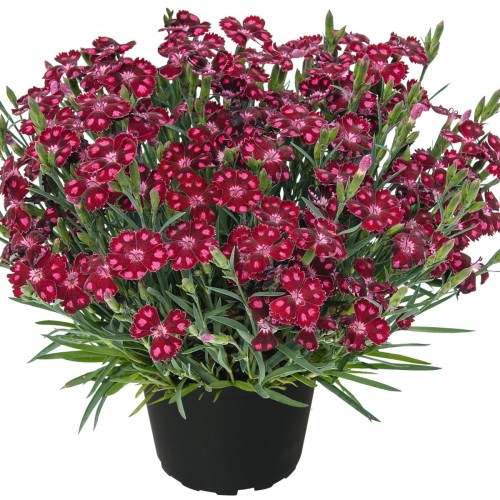 Dianthus 'Minion Dark Red' - Nelk 'Minion Dark Red' 